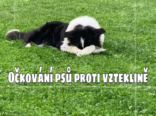 plakát