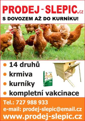 Prodej slepic